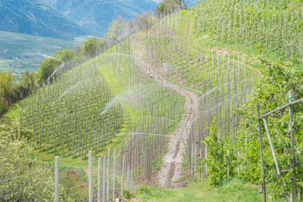 Pestizide am Berg Pestizide am Berg
