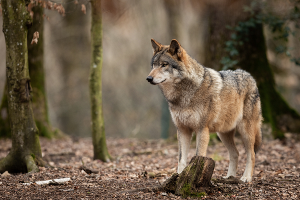 Umstrittene EU-Pläne: Schutzstatus des Wolfes soll gesenkt werden Umstrittene EU-Pläne: Schutzstatus des Wolfes soll gesenkt werden
