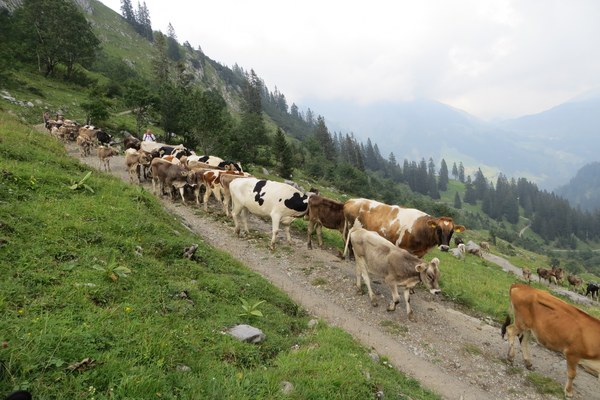 Untersuchungen Rinder-TBC auf den gesamten bayerischen Alpenraum ausgeweitet Untersuchungen Rinder-TBC auf den gesamten bayerischen Alpenraum ausgeweitet