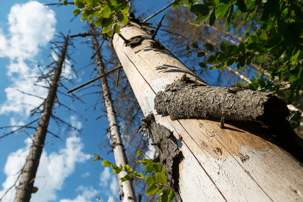 Wald im Klimastress Wald im Klimastress