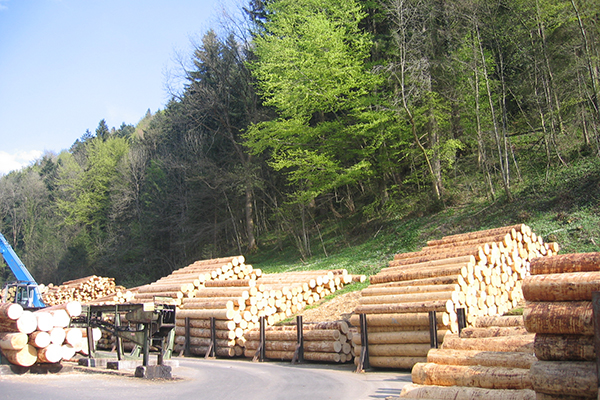 Wald soll nachhaltiger bewirtschaftet werden Wald soll nachhaltiger bewirtschaftet werden