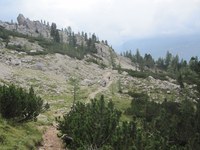 Wie reagiert der Bergwald auf die Klimakrise?