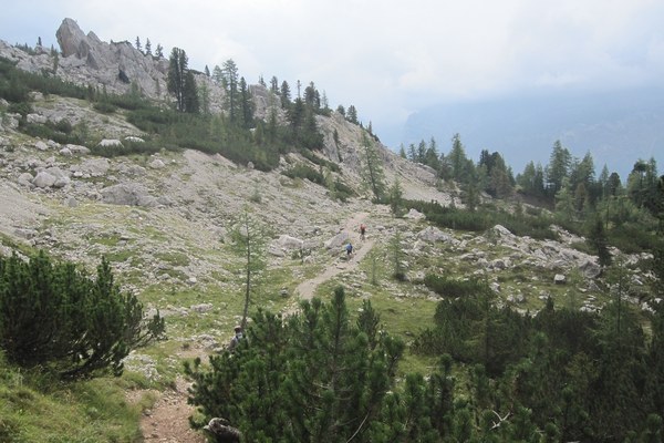 Wie reagiert der Bergwald auf die Klimakrise? Wie reagiert der Bergwald auf die Klimakrise?