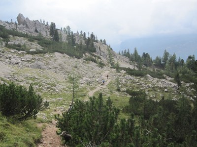 Wie reagiert der Bergwald auf die Klimakrise?