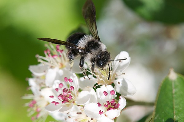 Wildbienen im toten Winkel Wildbienen im toten Winkel
