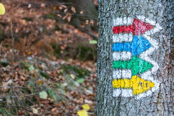 Waldbesuche im Fokus #2 Waldbesuche im Fokus #2