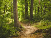 Waldbesuche im Fokus #3