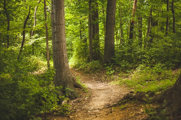Waldbesuche im Fokus #3 Waldbesuche im Fokus #3
