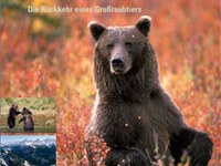 Der Braunbär