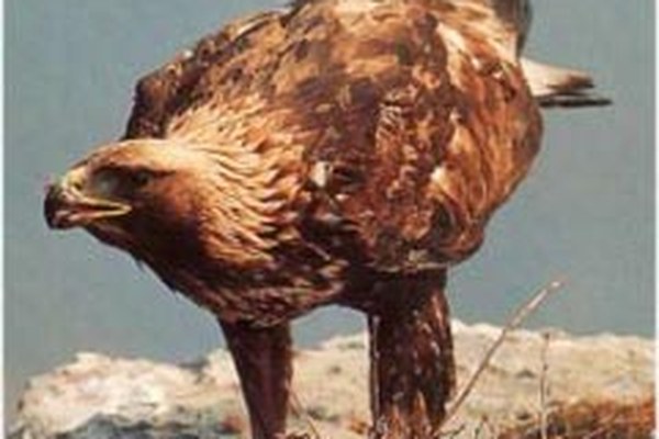 Projects to protect bearded vultures and golden eagles show positive results Projects to protect bearded vultures and golden eagles show positive results