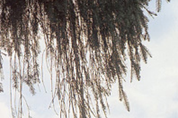 Project launch: Study of persistent organic pollutants in the Alps Project launch: Study of persistent organic pollutants in the Alps