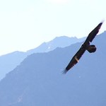 Transalpine exchange on research into protected areas