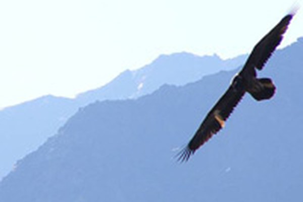 Transalpine exchange on research into protected areas Transalpine exchange on research into protected areas