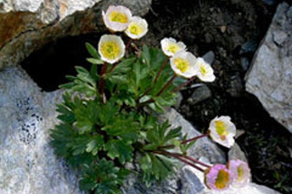 Climate change impacts biodiversity Climate change impacts biodiversity