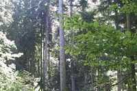 From timber construction to hay wraps - Besides natural resources people's skills and commitment are the Alps' real wealth
