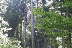 From timber construction to hay wraps - Besides natural resources people's skills and commitment are the Alps' real wealth From timber construction to hay wraps - Besides natural resources people's skills and commitment are the Alps' real wealth