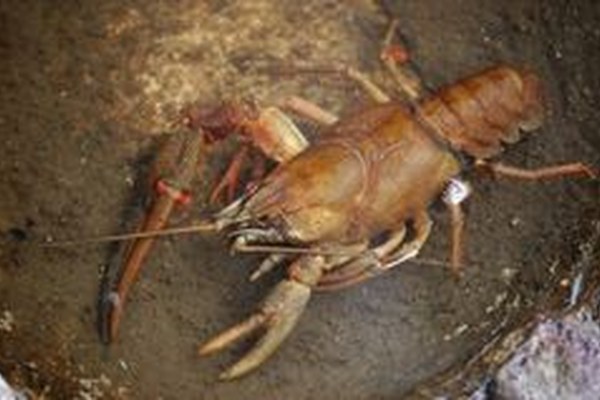 More than 10,000 alien species in Europe More than 10,000 alien species in Europe