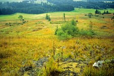 The "Allgäu Moor Alliance" wins the German Government's Competition for Large-Scale Nature Conservation Projects The "Allgäu Moor Alliance" wins the German Government's Competition for Large-Scale Nature Conservation Projects