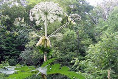 11,000 invasive species in Europe 11,000 invasive species in Europe
