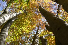 Extremes of climate affect spread of tree species Extremes of climate affect spread of tree species