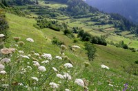Fire for the flowering meadows