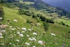 Fire for the flowering meadows Fire for the flowering meadows