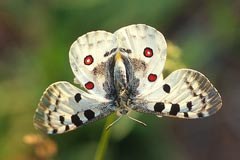 New on-line portal for biodiversity in mountain areas New on-line portal for biodiversity in mountain areas