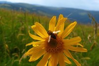 International projects on the impact of climate change in mountain regions