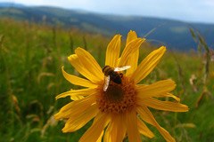 International projects on the impact of climate change in mountain regions International projects on the impact of climate change in mountain regions