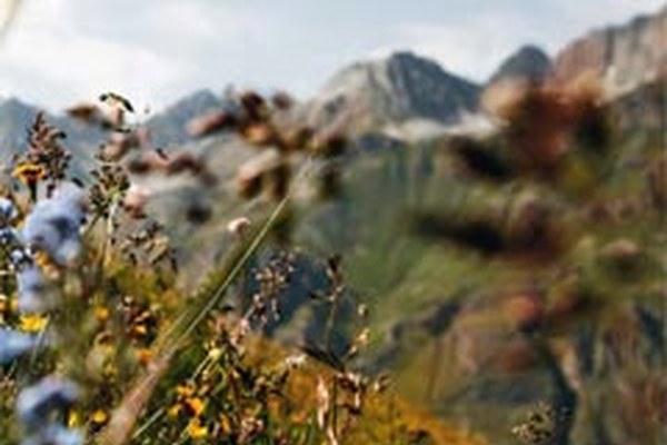 A network for foxes, people and edelweiss A network for foxes, people and edelweiss