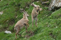 Gran Paradiso National Park: what is causing young ibexes to die out? Gran Paradiso National Park: what is causing young ibexes to die out?