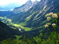 Changing forests