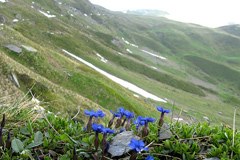 Loss of biodiversity in the mountains particularly severe Loss of biodiversity in the mountains particularly severe
