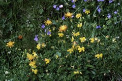 NGOs send joint message on the EU biodiversity strategy NGOs send joint message on the EU biodiversity strategy
