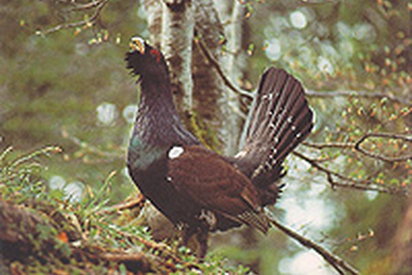 Benefit for wood picker, capercaillie and co. Benefit for wood picker, capercaillie and co.