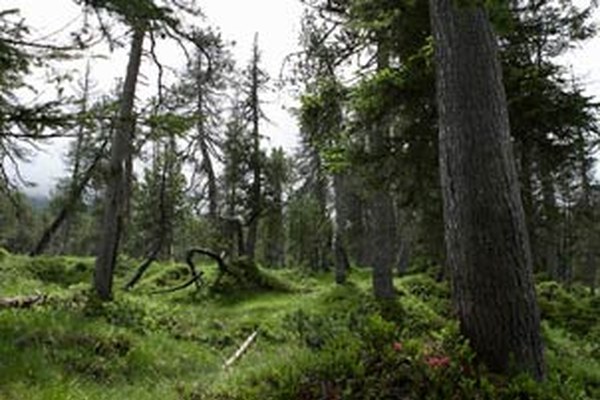Transnational ecological networks - history, status quo and potentials Transnational ecological networks - history, status quo and potentials