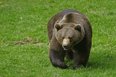 Bruin is back! Bruin is back!