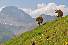 Fewer Alpine pastures Fewer Alpine pastures