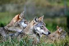 Wolves: France wants to shoot them while Switzerland celebrates new-borns Wolves: France wants to shoot them while Switzerland celebrates new-borns