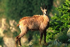 What counts for the diversity of Alpine species