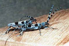 Natural forests for woodpeckers, beetles and bats Natural forests for woodpeckers, beetles and bats