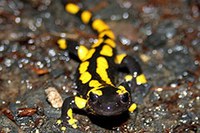 Project GreenAlps for more species diversity