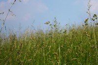 Land for all