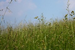 Land for all Land for all