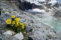 Alpine plants: persistent and endangered
