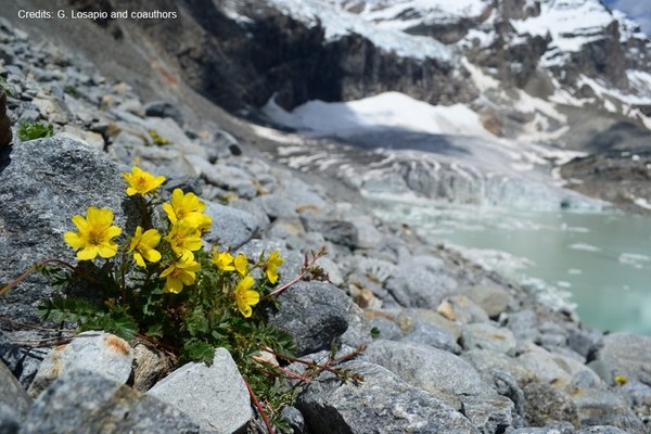 Alpine plants: persistent and endangered Alpine plants: persistent and endangered