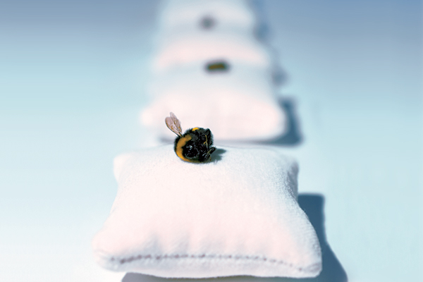 Bees: small in size, big in effect Bees: small in size, big in effect