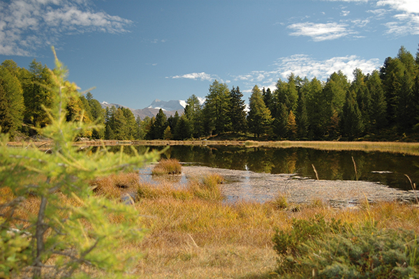 Bogs – a way out of the climate swamp Bogs – a way out of the climate swamp
