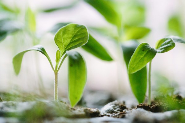 Challenges for alpine agriculture Challenges for alpine agriculture