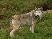 Crying wolf?